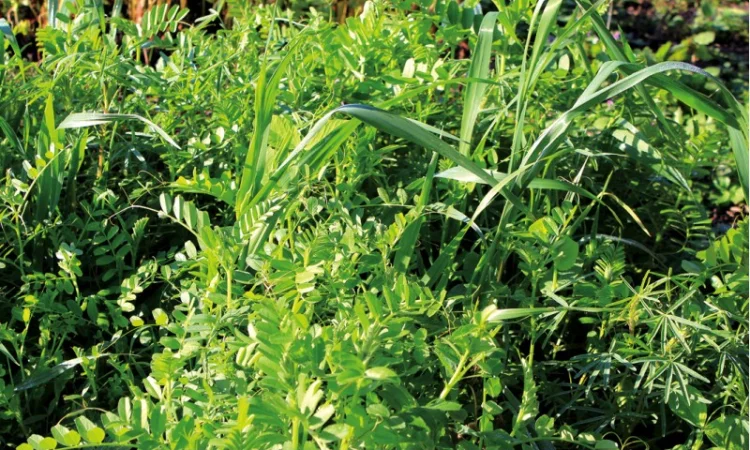 Вика вівсяна суміш - фото № 4