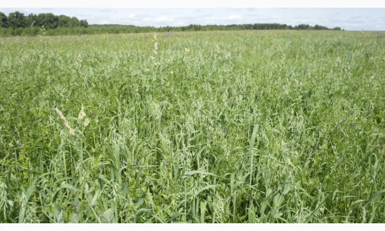 Вика вівсяна суміш - фото № 5