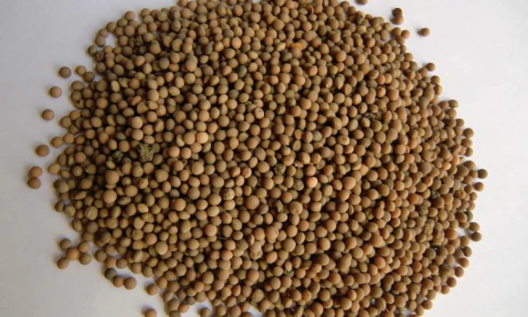 Продаем Семена Яровой Посевной Вики. Сорт яровой вики Белоцерковская - фото № 1