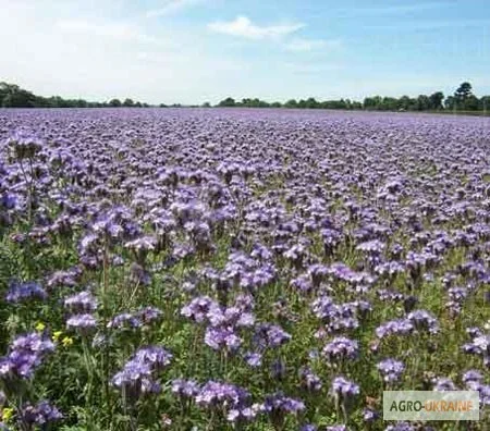 Продается семена фацелии оптом - фото № 1