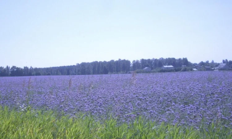 Продам семена Фацелии - фото № 1