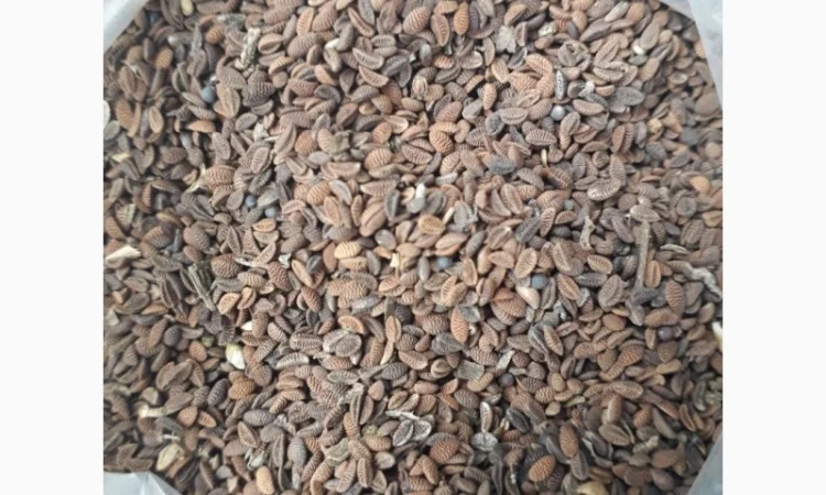 Закупаем Фацелию, дорого, самовывоз. Любые объёмы - фото № 1