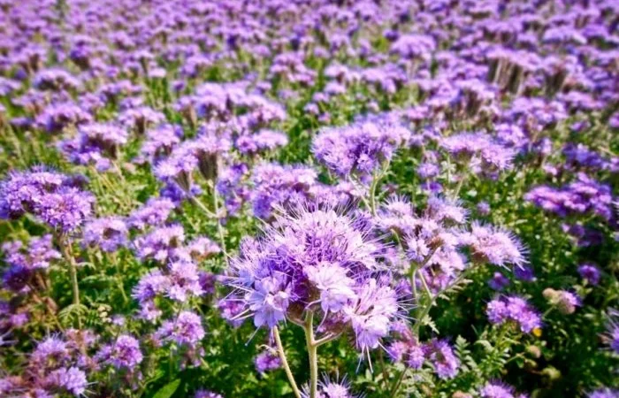 Фацелия сортовая (семена) : пурша, колокольчатая и пижмолистная - фото № 1