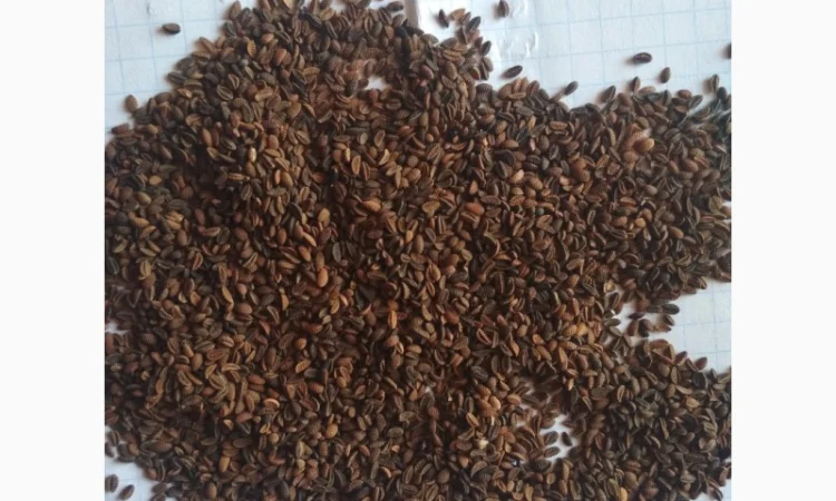 Продам семена Фацелии - фото № 1