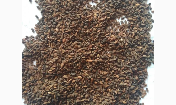 Продам семена Фацелии - фото № 2