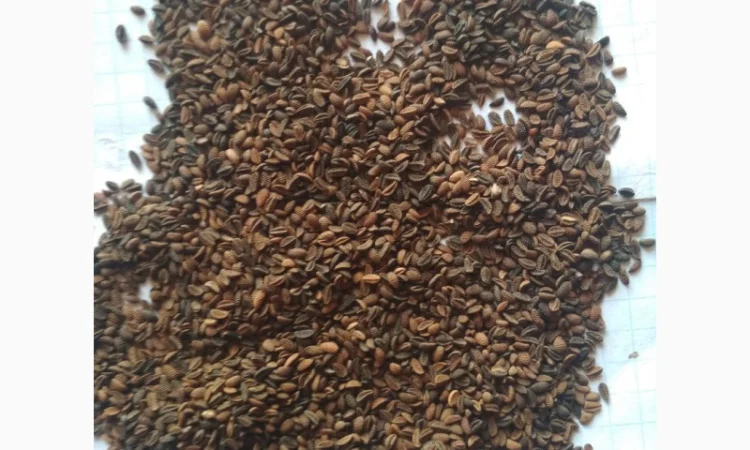 Продам семена Фацелии - фото № 3