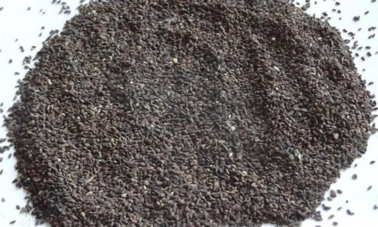 Купую насіння фацелії високої якості - фото № 1