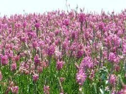 Семена эспарцета Песчаный 1251 - фото № 1