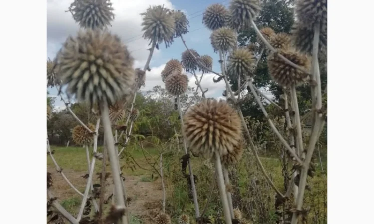Пропонується насіння мордовника шароголового (крутай, головатень) - фото № 1