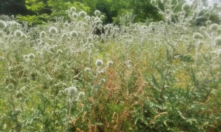 Пропонується насіння мордовника шароголового (крутай, головатень) - фото № 2