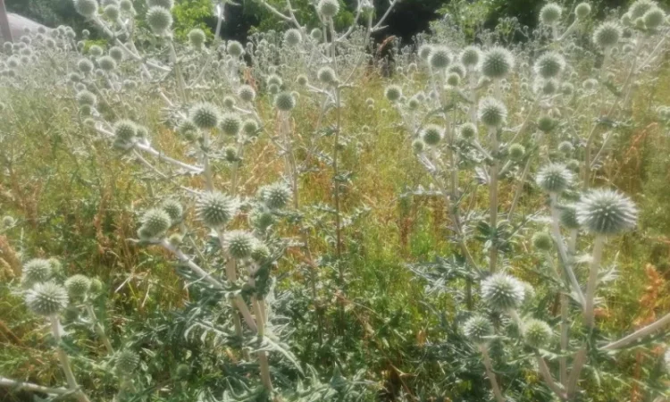 Пропонується насіння мордовника шароголового (крутай, головатень) - фото № 10