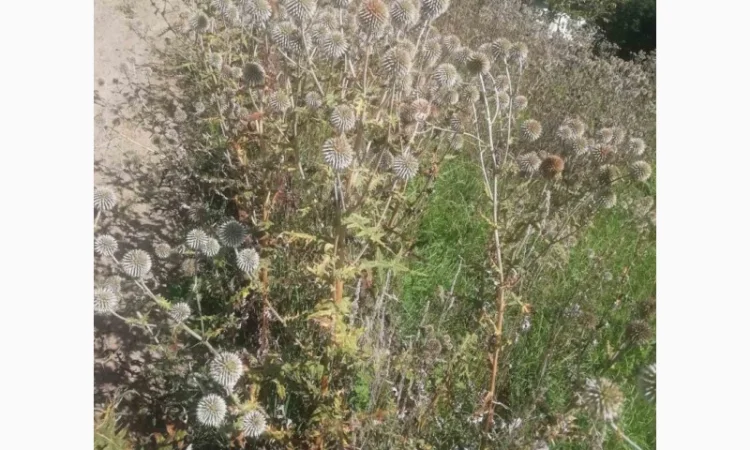 Пропонується насіння мордовника шароголового (крутай, головатень) - фото № 9