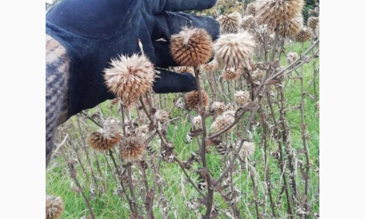 Пропонується насіння мордовника шароголового (крутай, головатень) - фото № 8