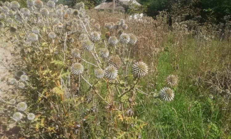 Пропонується насіння мордовника шароголового (крутай, головатень) - фото № 7