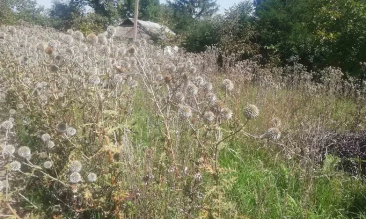 Пропонується насіння мордовника шароголового (крутай, головатень) - фото № 6