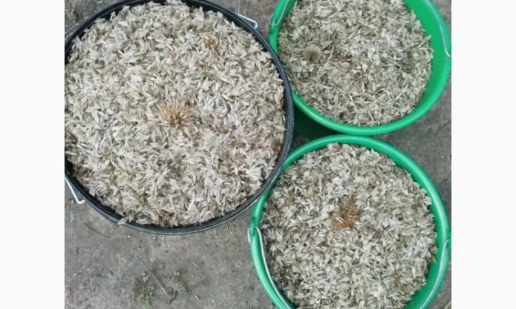 Пропонується насіння мордовника шароголового (крутай, головатень) - фото № 5