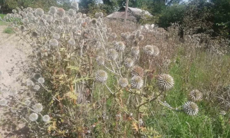 Пропонується насіння мордовника шароголового (крутай, головатень) - фото № 4