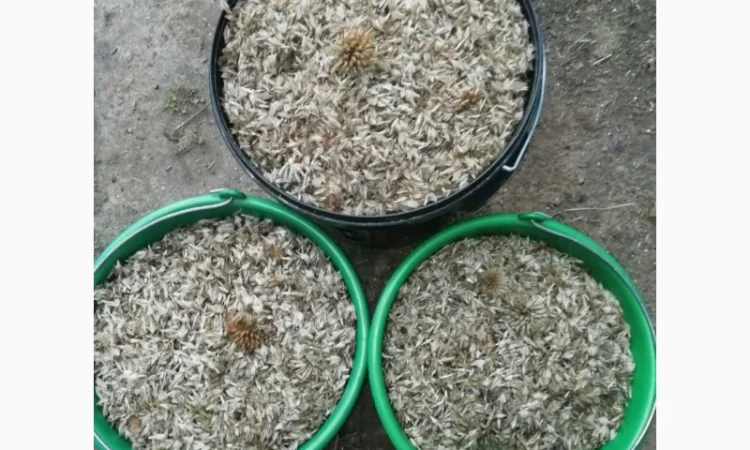 Пропонується насіння мордовника шароголового (крутай, головатень) - фото № 3