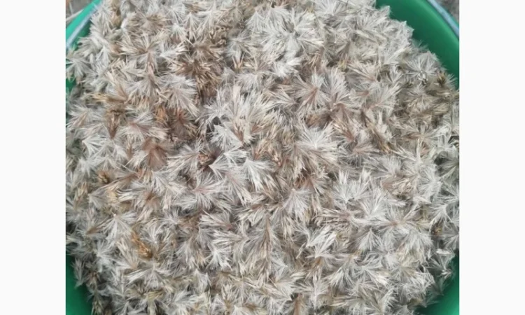 Пропонується насіння мордовника шароголового (крутай, головатень) - фото № 19