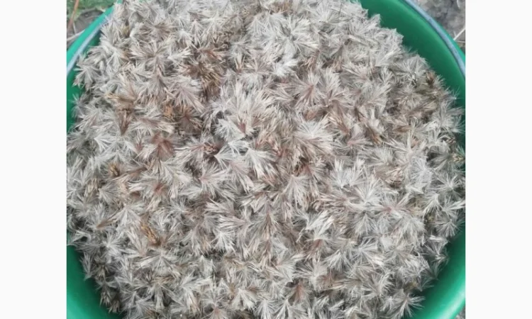 Пропонується насіння мордовника шароголового (крутай, головатень) - фото № 18