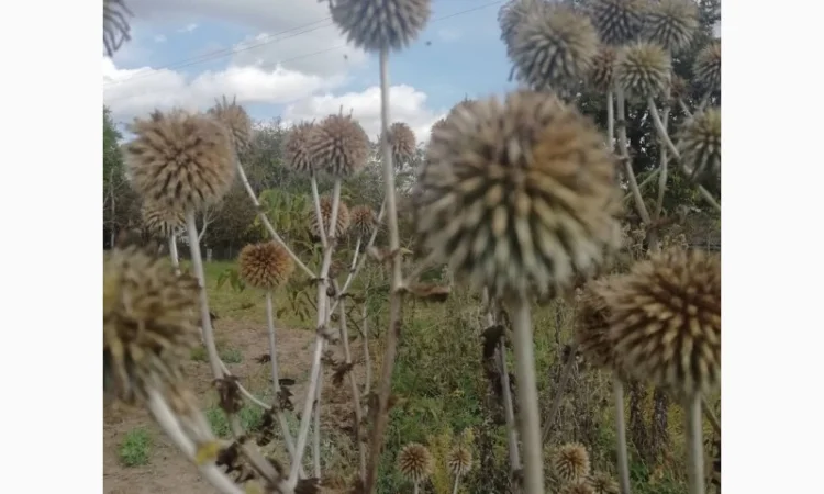 Пропонується насіння мордовника шароголового (крутай, головатень) - фото № 17