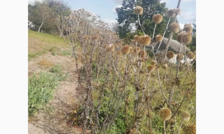 Пропонується насіння мордовника шароголового (крутай, головатень) - фото № 16