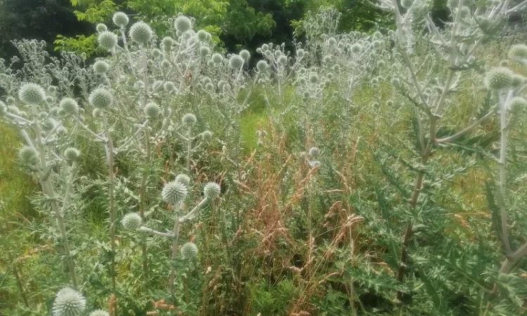 Пропонується насіння мордовника шароголового (крутай, головатень) - фото № 15