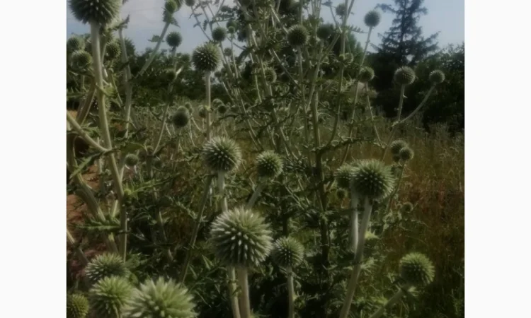 Пропонується насіння мордовника шароголового (крутай, головатень) - фото № 13