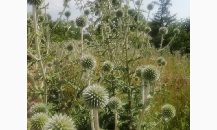 Пропонується насіння мордовника шароголового (крутай, головатень) - фото № 12