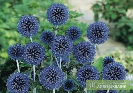 Продам семена медоноса МОРДОВНИК - фото № 2