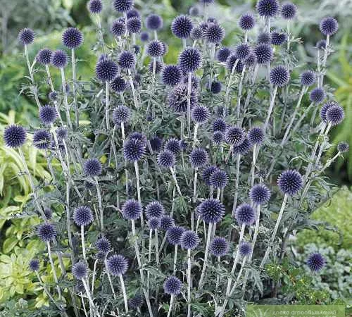 Продам семена медоноса МОРДОВНИК - фото № 3