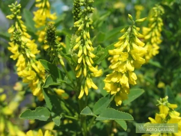 Продам семена ДОННИК ОДНОЛЕТНИЙ, МНОГОЛЕТНИЙ и других медоносов - фото № 1