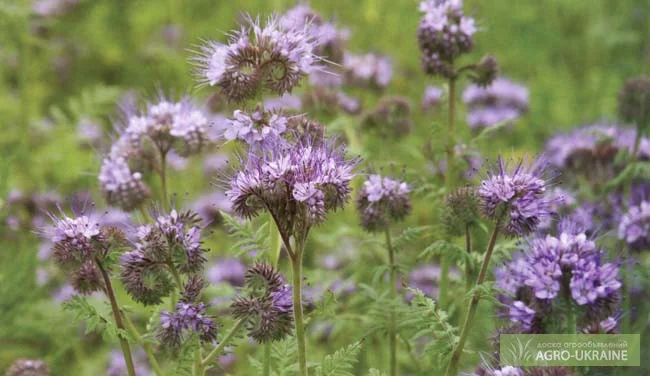 Продам семена ФАЦЕЛИИ Опром больше 1 тонны - фото № 3