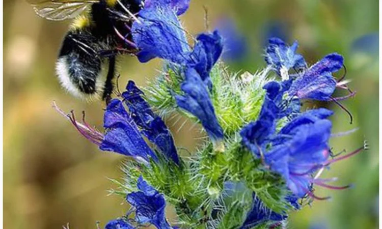 Продам семена СИНЯКА и другие медоносы - фото № 1