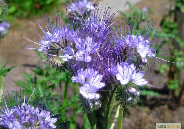 Продам Фацелию и другие медоносы - фото № 1