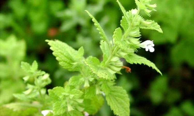 Продам семена МЕЛИССЫ, КОТОВНИКА и других медоносов - фото № 1