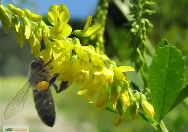 Продам семена МЕЛИССЫ, КОТОВНИКА и других медоносов - фото № 4