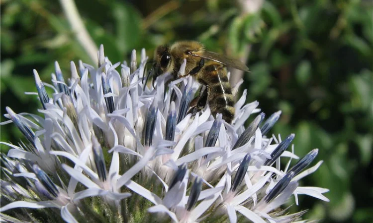 Продам семена МЕЛИССЫ - фото № 5