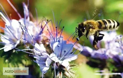 Продам семена МЕЛИССЫ, КОТОВНИКА и других медоносов - фото № 6