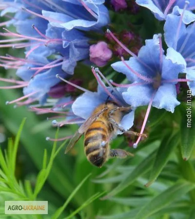 Продам СЕМЕНА МЕДОНОСОВ СИНЯК ( ЦАРЬ МЕДОНОСОВ, фацелию, донник и другие медоносы - фото № 1