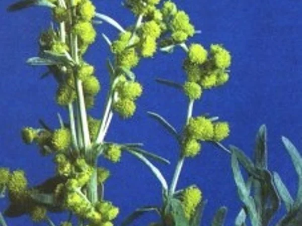 Продам СЕМЕНА МЕДОНОСОВ СИНЯК ( ЦАРЬ МЕДОНОСОВ, фацелию, донник и другие медоносы - фото № 6