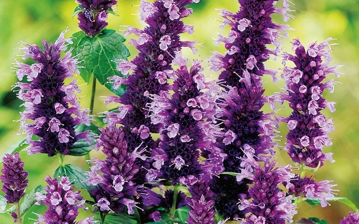 Продам семена медоносов фацелия, донник, мордовник, котовник и др - фото № 3