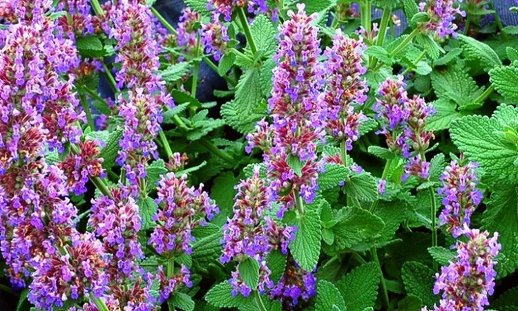 Продам семена медоносов фацелия, донник, мордовник, котовник и др - фото № 4