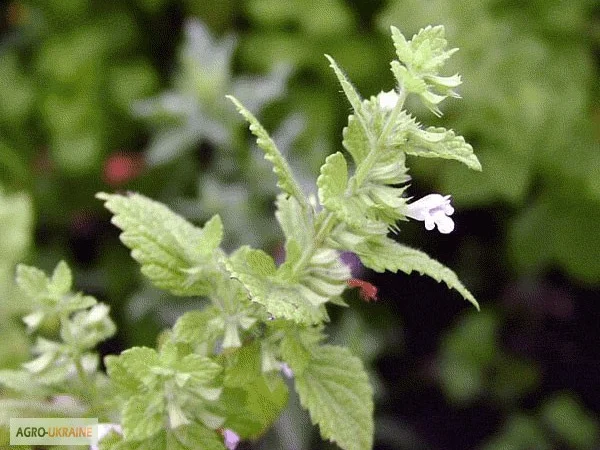 Продам семена медоносов фацелия, донник, мордовник, котовник и др - фото № 5