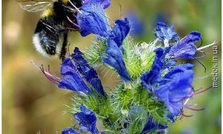 Продам Синяк, Фацелию, Донник и другие медноносы - фото № 1