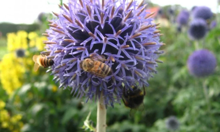 Продам ЭХИНАЦЕЮ, МЕЛИССУ, СИНЯК, КОТОВНИК, мордовник, фацелия и другие медоносы - фото № 2