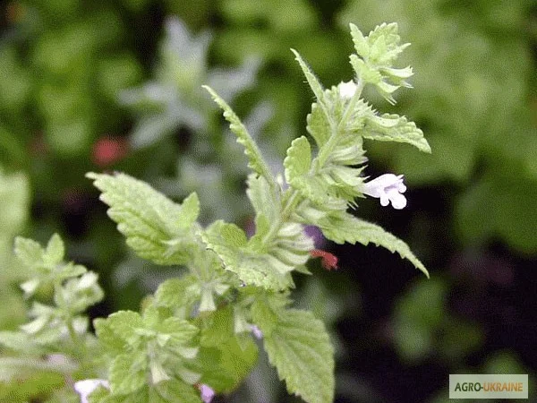 Продам ЭХИНАЦЕЮ, МЕЛИССУ, СИНЯК, КОТОВНИК, мордовник, фацелия и другие медоносы - фото № 7