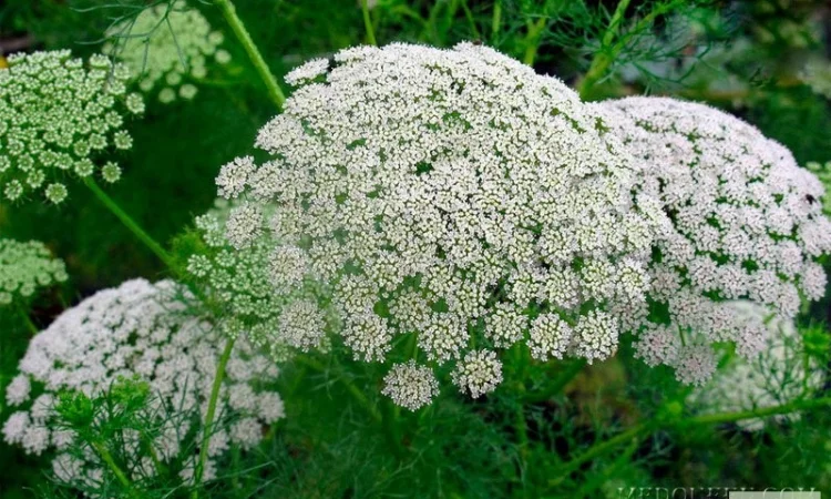 Продам Эхинацею, Мелиссы, Котовник, Донник, фацелию и другие медоносы - фото № 3