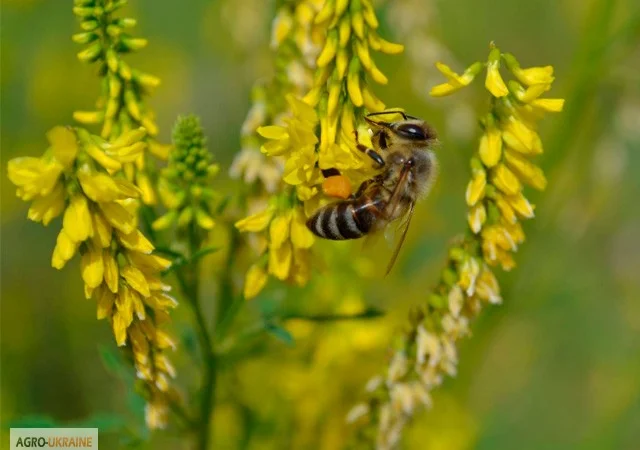 Продам Эхинацею, Мелиссы, Котовник, Донник, фацелию и другие медоносы - фото № 4