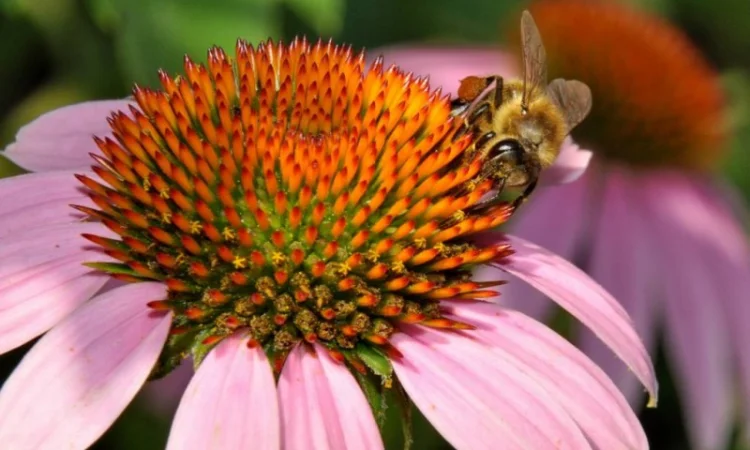 Продам семена СИНЯК, фацелия, донник, мелисса, эхинацея, котовник, козлятник и др медоносы - фото № 1